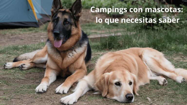 Campings con mascotas: lo que necesitas saber 🐕